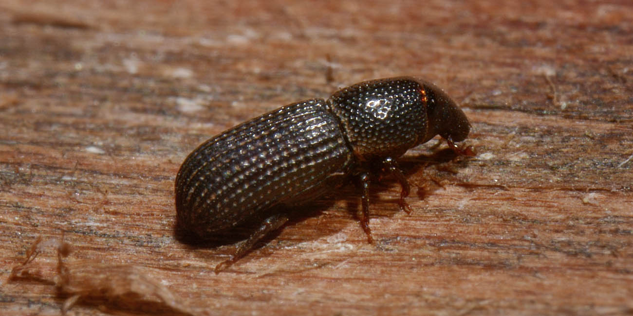 E questo, è un Porcatus? Si - Brachytemnus porcatus